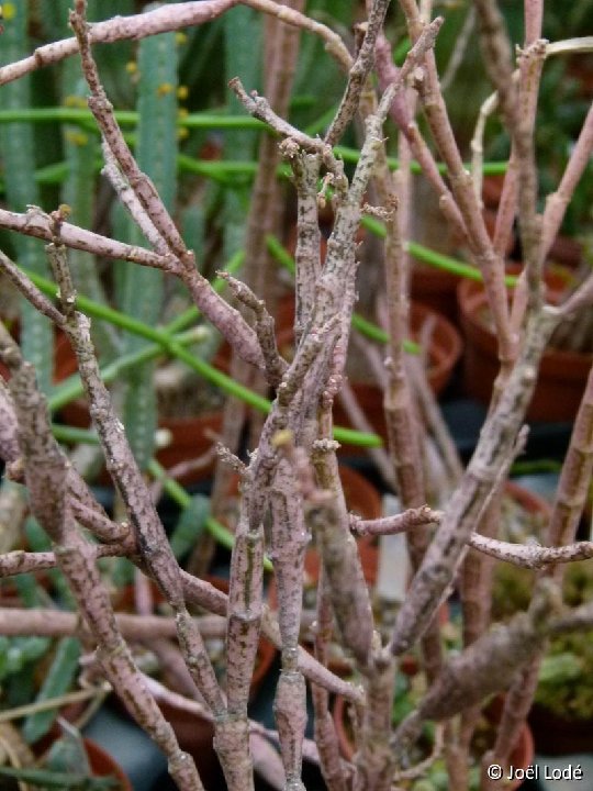 Euphorbia platyclada P1120669